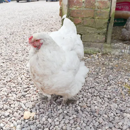 Vakantiehuis Haaf Netters Rest - Uk43557 Bowness-on-Solway