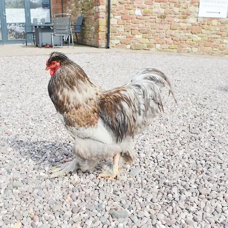 Vakantiehuis Haaf Netters Rest - Uk43557